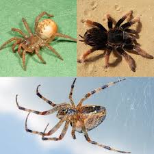 Interesting Facts About Spiders